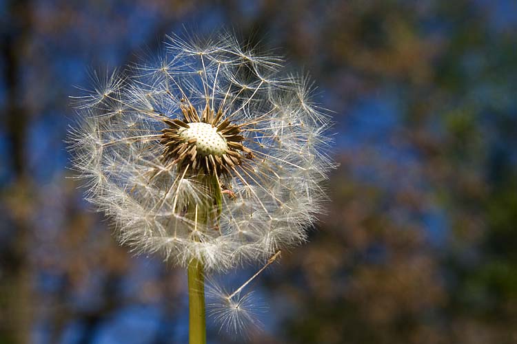 Gone To Seed