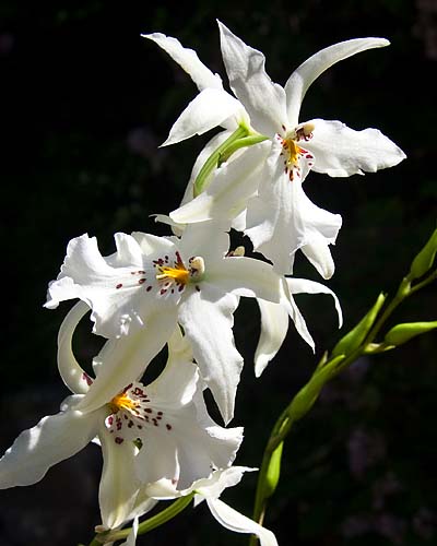 Hanneke's Orchid
