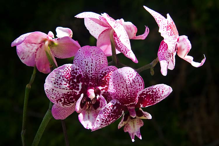 Purple Orchid