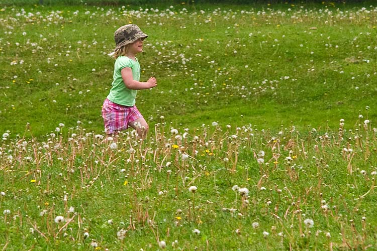 Fields of Dandelions