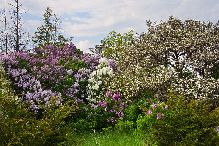 Lilacs and Apple Blossoms
