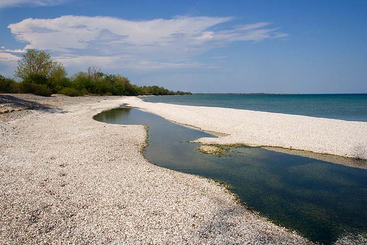 Seashell Seashore