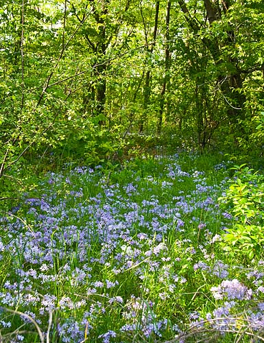 Blue Woods