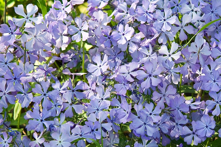 Blue Phlox
