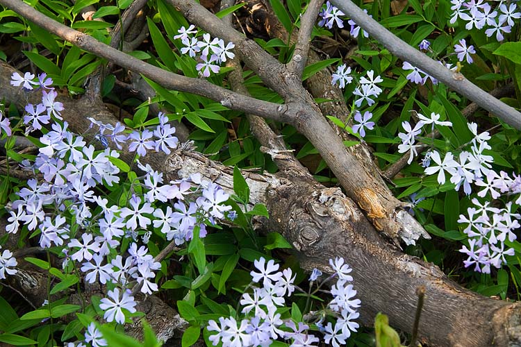 Phlox Among the Deadwood