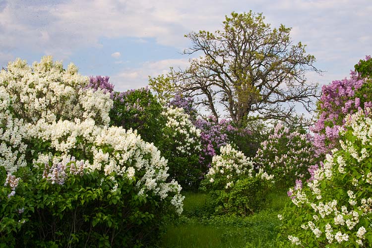 Lilacs Everywhere