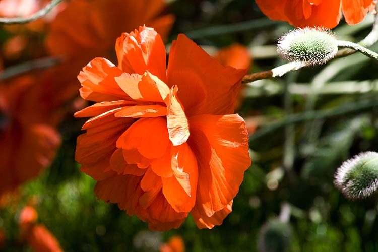 Oriental Poppy