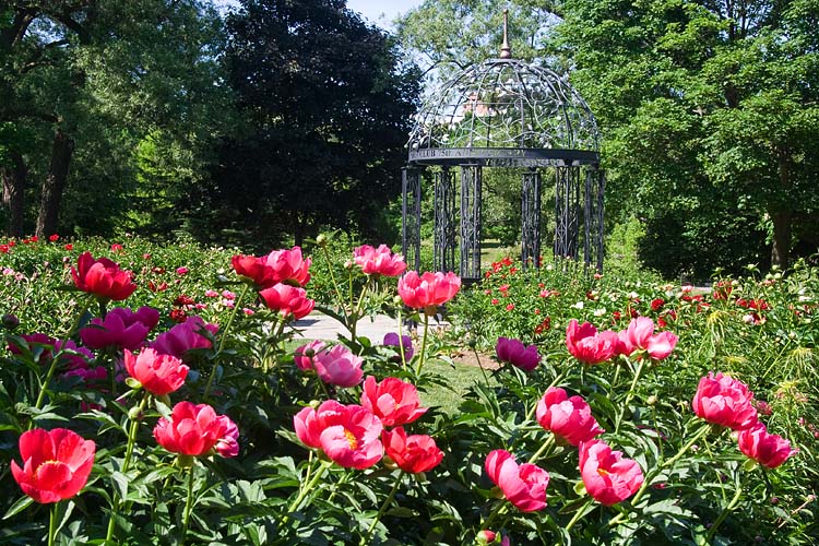 Peony Garden