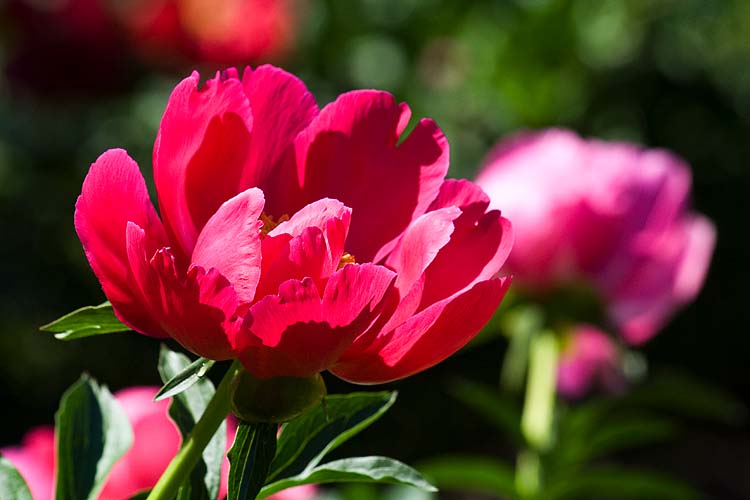 Single Peony