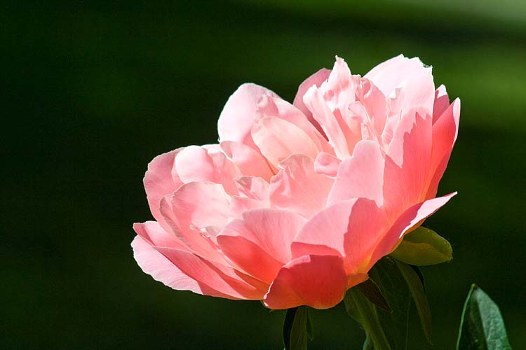 Peach Peony