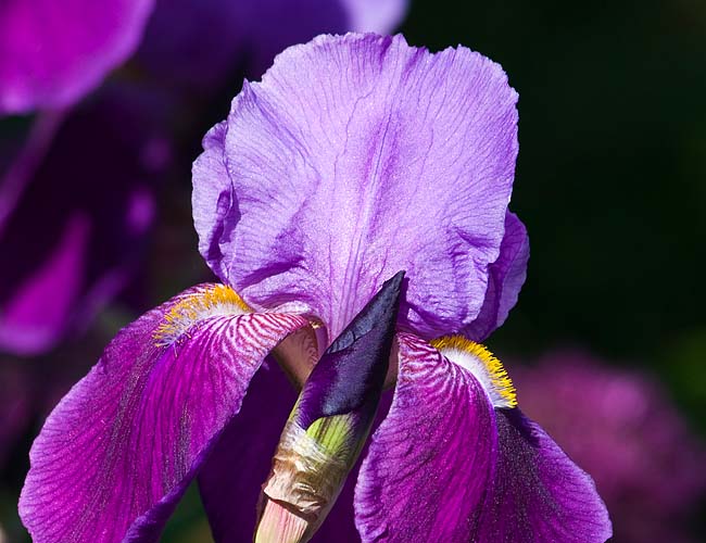 Purple Iris