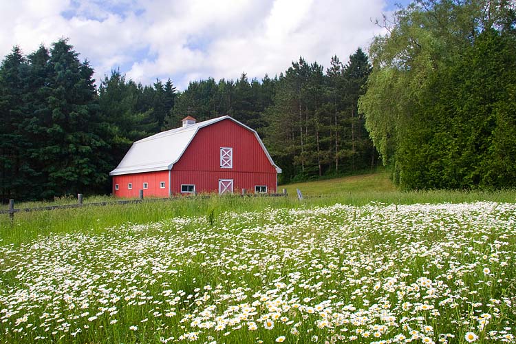 Daisy Meadow