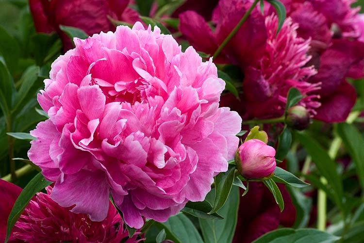 Pink Peony