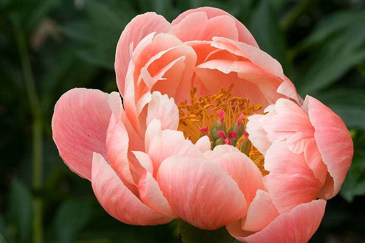 Peach Bloom