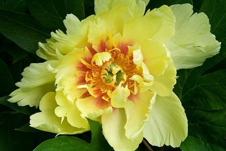 Yellow Peony
