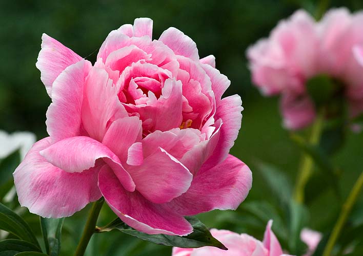 Pink "Rose"