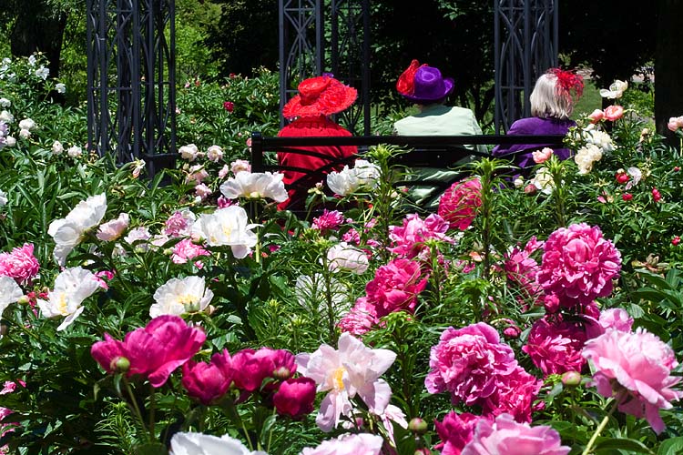Red Hats In the Park