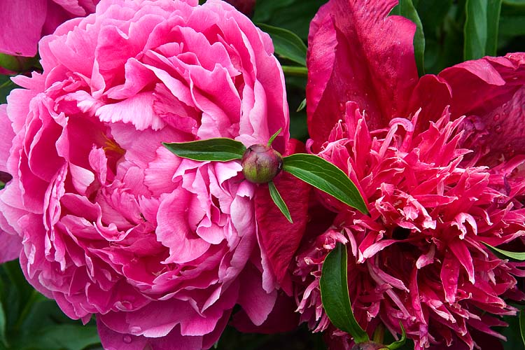 Old-Fashioned Pink and Red