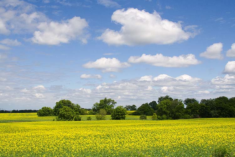 Canola Time