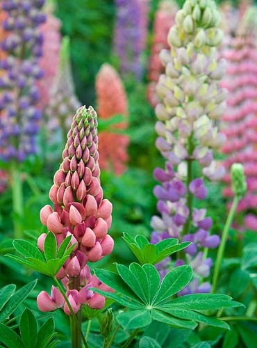 Lupins