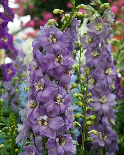 Delphiniums