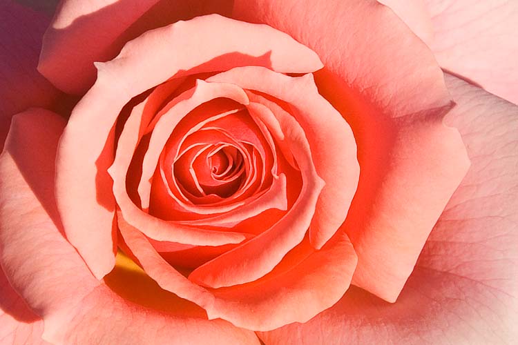 Rose Heart