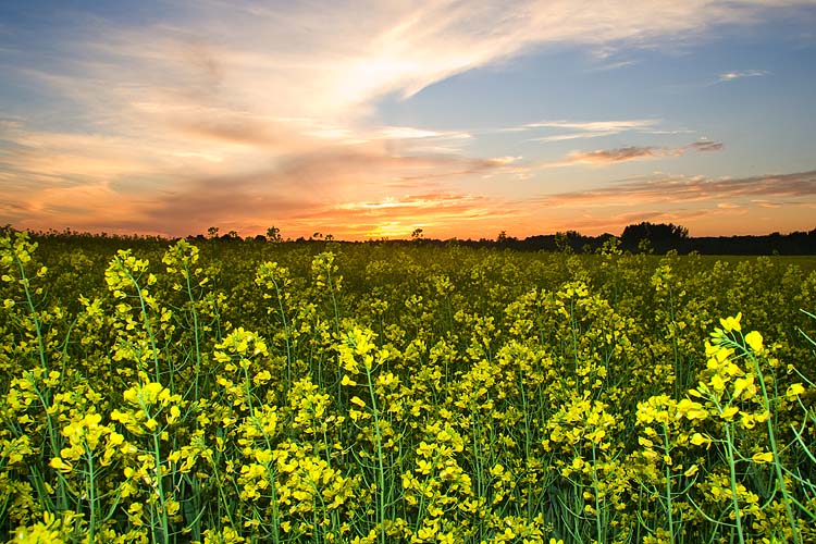 Canola Sunset