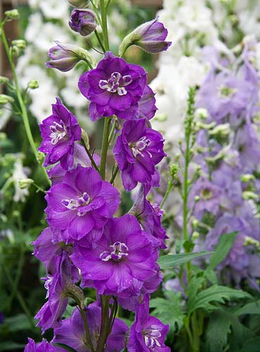 Royal Delphinium