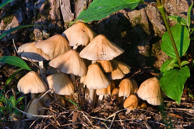 Fairyland