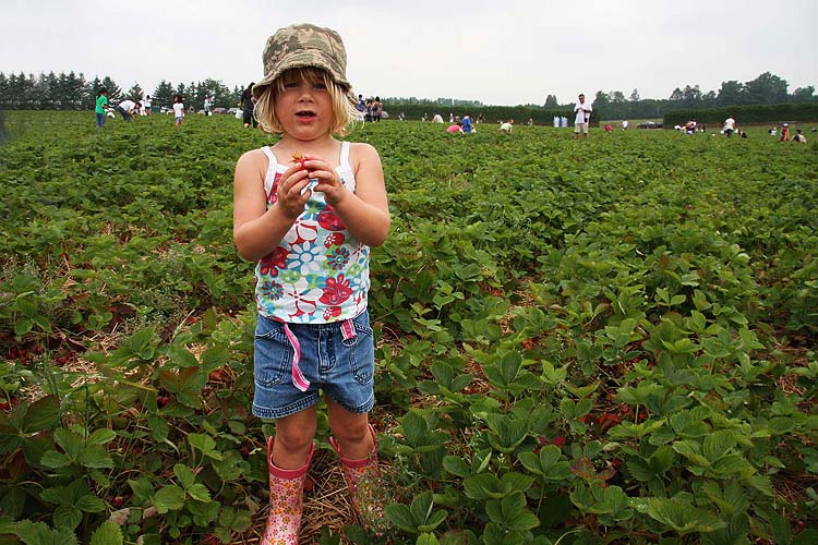 Picking Strawberries