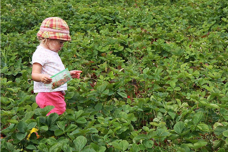 In the Strawberry Field