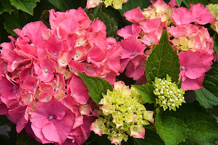 Pink Hydrangea