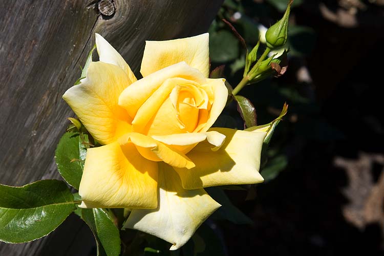 Yellow Rose