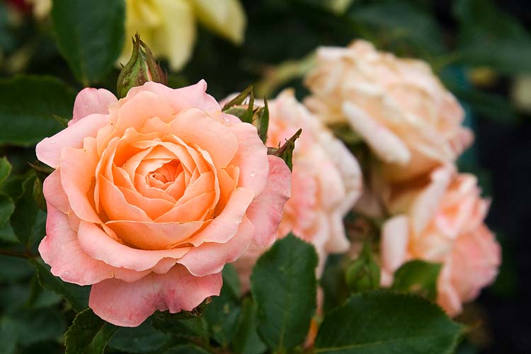 Peach Roses