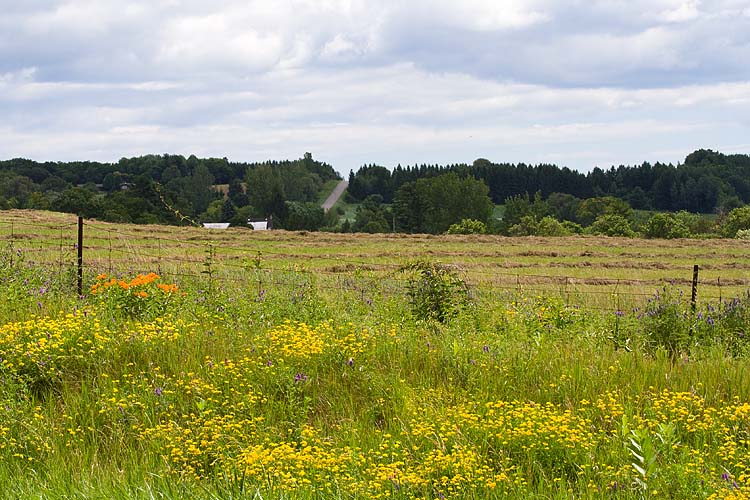Wildflowers