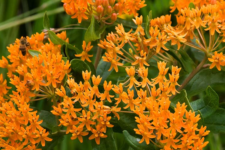 Butterfly Weed