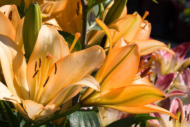 Peach Lilies
