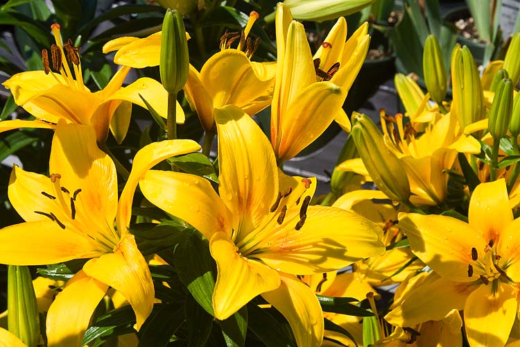 Yellow Lilies