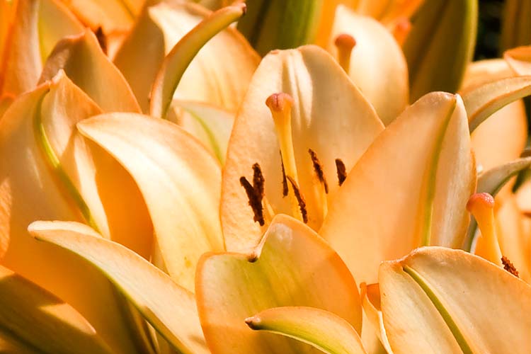 Peach Petals