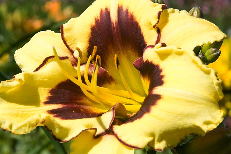 Day Lily