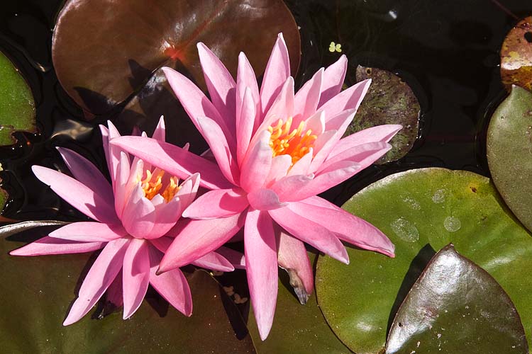 Pink Water-Lilies