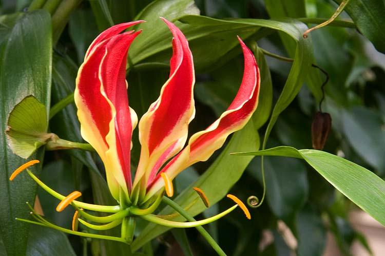 Gloriosa