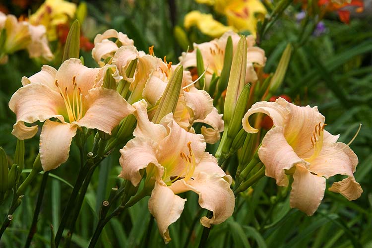 Day Lilies
