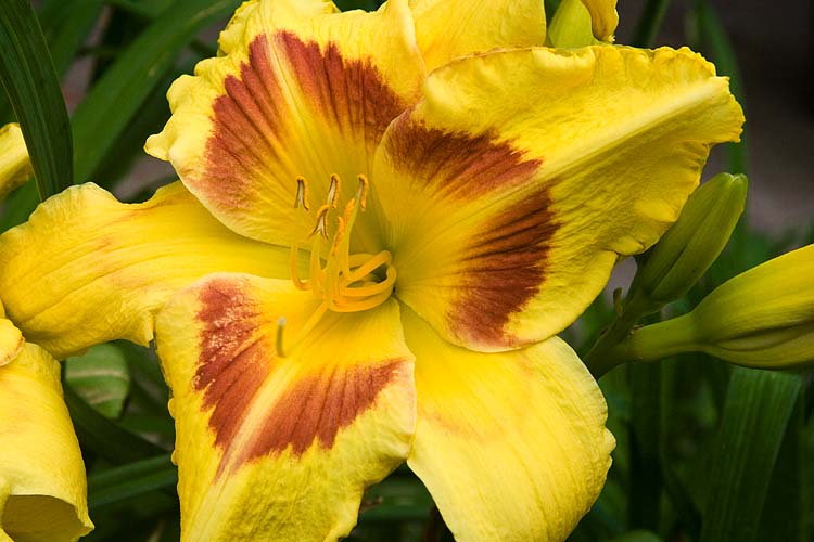 Giant Yellow