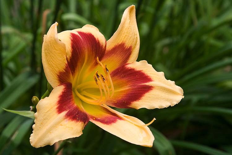 The Last Day Lily