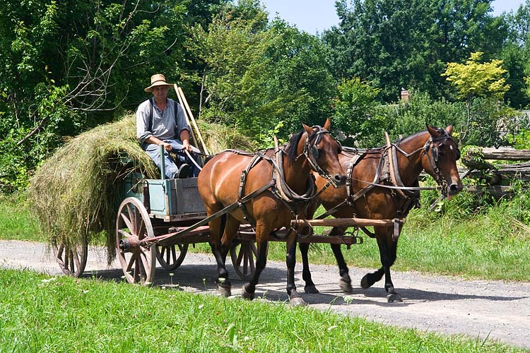 The Hay Wagon