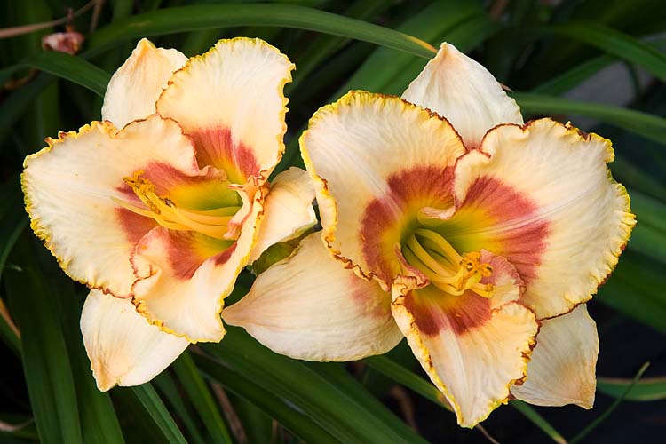 Gorgeous Flowers