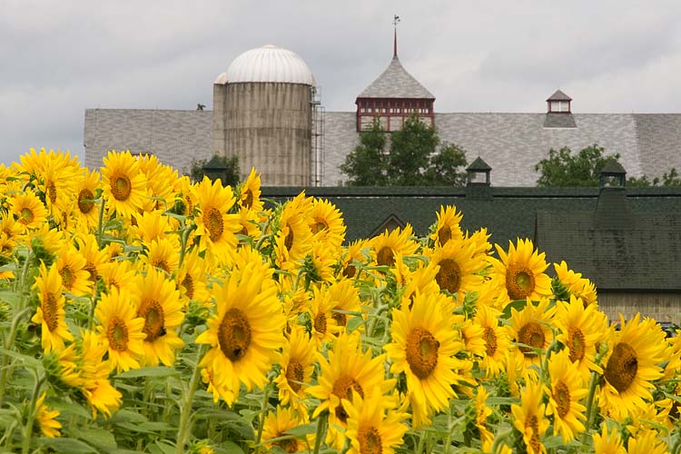 Experimental Sunflowers