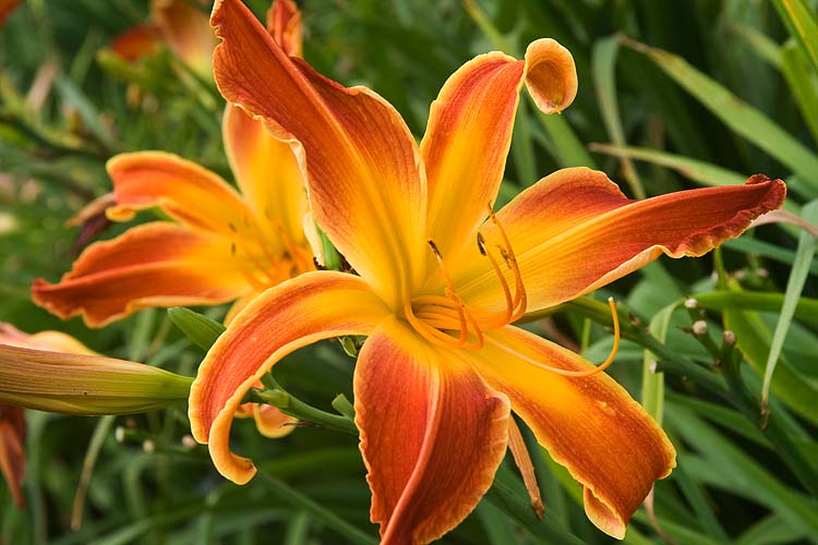Exotic Day Lily