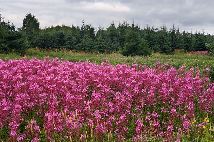Fireweed